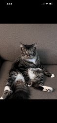Lost Male Cat last seen Neighborhood behind Youree Drive Middle School, Shreveport, LA 71105