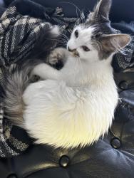 Found/Stray Male Cat last seen 81st & Aspen Broken Arrow, OK, Broken Arrow, OK 74012