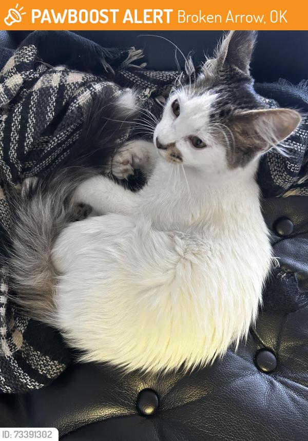 Found/Stray Male Cat last seen 81st & Aspen Broken Arrow, OK, Broken Arrow, OK 74012