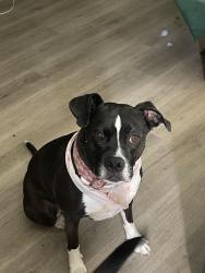 Reunited Female Dog last seen Fairview, Boise, ID 83704