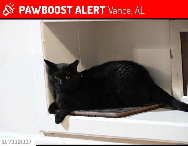 Lost Male Cat last seen Near Mercedes Exit, Vance, AL 35490