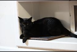 Lost Male Cat last seen Near Mercedes Exit, Vance, AL 35490