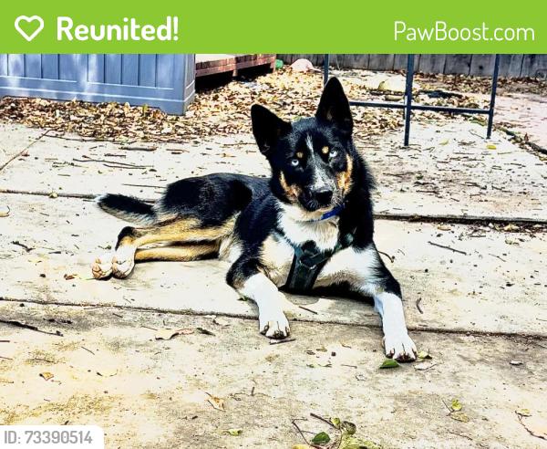 Reunited Male Dog last seen Chestnut and Bixby Rd., Long Beach, CA 90807