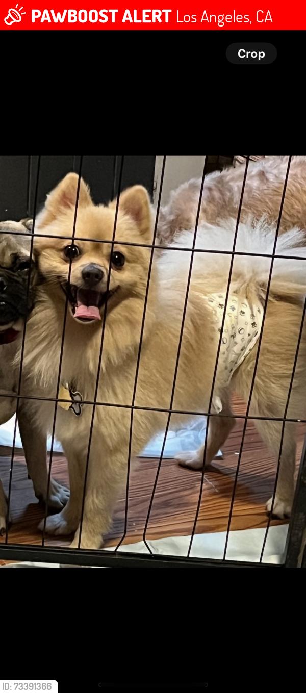 Lost Male Dog last seen Avalon and 111th st, Los Angeles, CA 90059