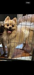 Lost Male Dog last seen Avalon and 111th st, Los Angeles, CA 90059