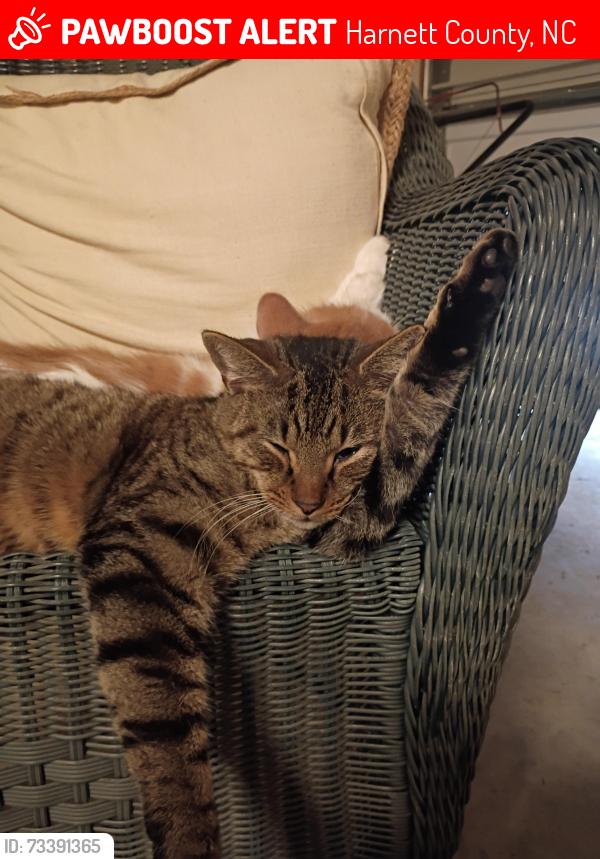 Lost Male Cat last seen Tootsie Dr, Harnett County, NC 27526