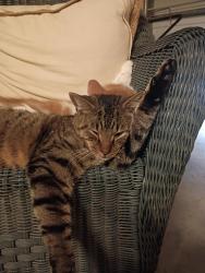 Lost Male Cat last seen Tootsie Dr, Harnett County, NC 27526