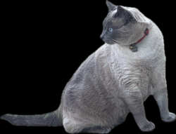 Lost Male Cat last seen Near Muerer Street, Folsom CA, Folsom, CA 95630
