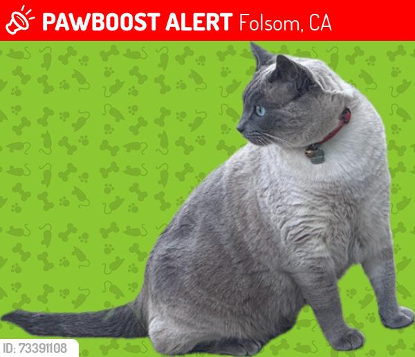 Lost Male Cat last seen Near Muerer Street, Folsom CA, Folsom, CA 95630