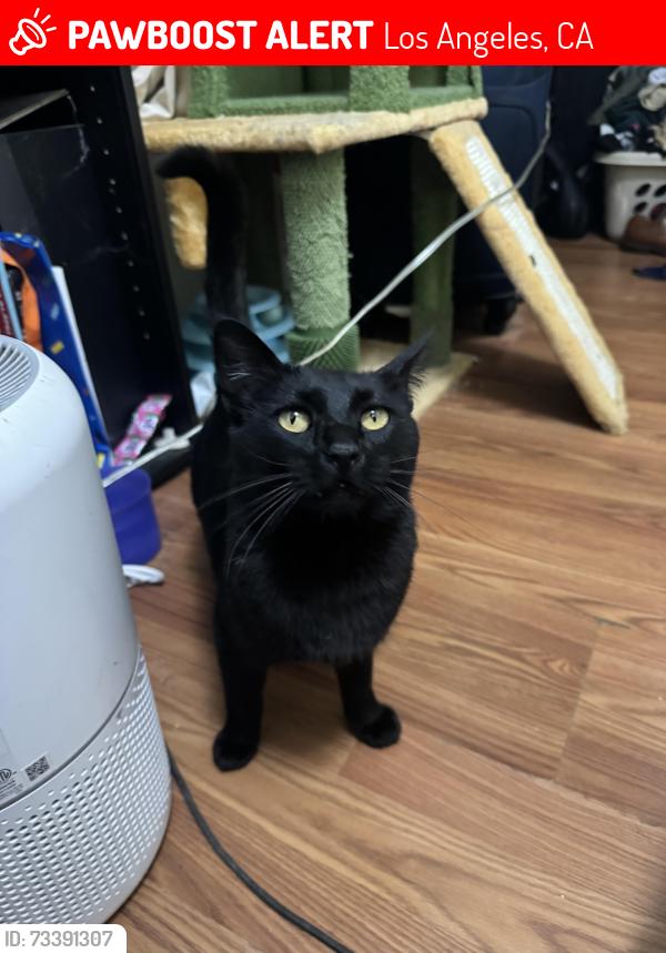 Lost Male Cat last seen Grand avenue and 22nd street San Pedro, Los Angeles, CA 90731