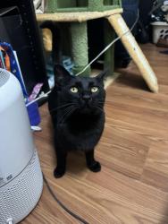 Lost Male Cat last seen Grand avenue and 22nd street San Pedro, Los Angeles, CA 90731