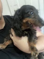 Reunited Female Dog last seen edmund avenue and John F Kennedy highschool, Paterson, NJ 07502