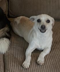 Reunited Female Dog last seen Lakewood Farmingdale Road, Howell Township, NJ 07731