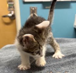 Shelter Stray Female Cat last seen Near Burnet Drive, Escondido, CA, 92027, Escondido, CA 92027, USA
