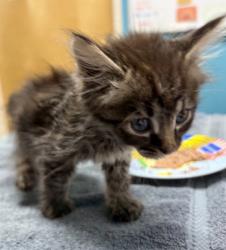 Shelter Stray Male Cat last seen Near Burnet Drive, Escondido, CA, 92027, Escondido, CA 92027, USA