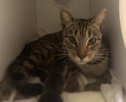 Shelter Stray Female Cat last seen Near N Broadway, Escondido, CA, 92025, Escondido, CA 92027, USA