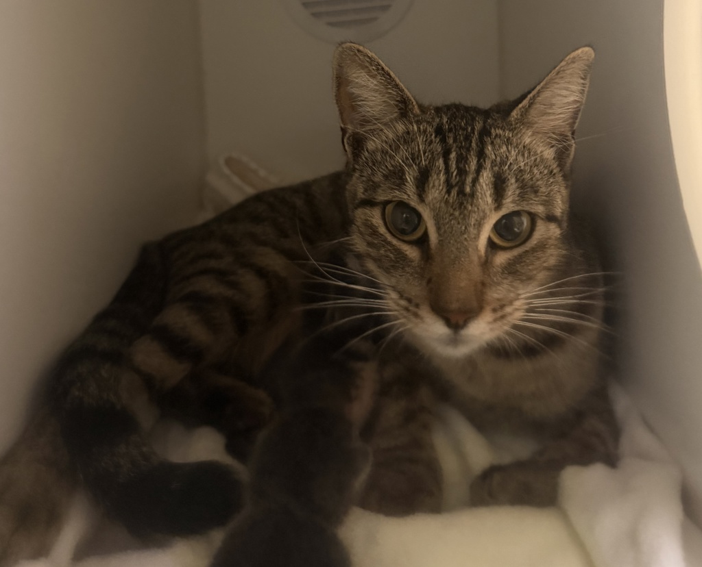 Shelter Stray Female Cat last seen Near N Broadway, Escondido, CA, 92025, Escondido, CA 92027, USA