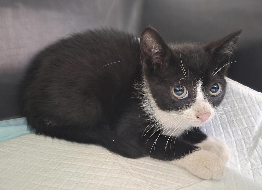 Shelter Stray Female Cat last seen Near Bronxwood Avenue, BRONX, NY, 10469, 326 E 110th St, New York, NY 10029, USA