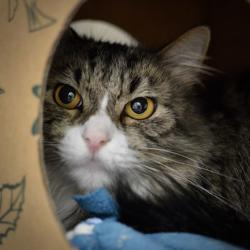 Shelter Stray Female Cat last seen 244th/ Halsey, TROUTDALE, OR, 97060, 1700 W Historic Columbia River Hwy, Troutdale, OR 97060, USA