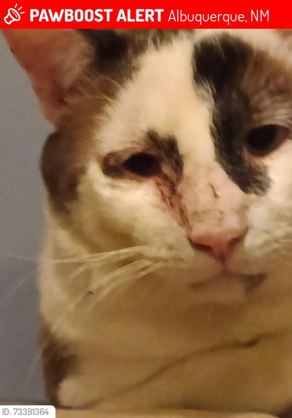 Lost Male Cat last seen Aveneda Caesar Chavez and Isleta, Albuquerque, NM 87105