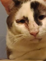Lost Male Cat last seen Aveneda Caesar Chavez and Isleta, Albuquerque, NM 87105