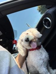 Reunited Male Dog last seen Tennyson, Hayward, CA 94544