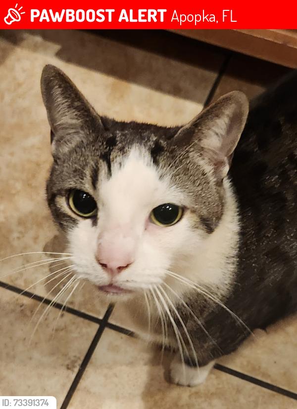 Lost Male Cat last seen Spicebush Loop, Apopka, FL 32712