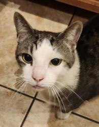 Lost Male Cat last seen Spicebush Loop, Apopka, FL 32712