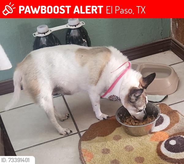 Lost Female Dog last seen Glen Campbell & George Dieter near Trawood, El Paso, TX 79936
