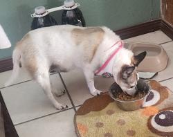 Lost Female Dog last seen Glen Campbell & George Dieter near Trawood, El Paso, TX 79936
