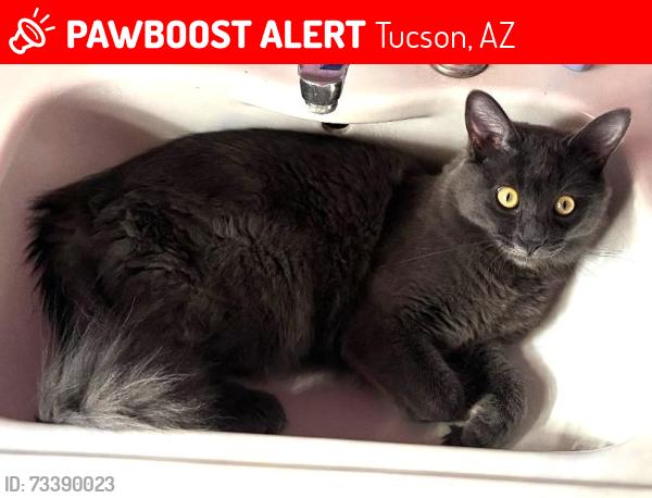 Lost Male Cat last seen 3rd Street and Arcadia, Tucson, AZ 85711