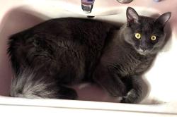 Lost Male Cat last seen 3rd Street and Arcadia, Tucson, AZ 85711