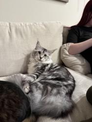 Lost Male Cat last seen Hemphill St., Deer Creek Park, Crowley, TX 76036