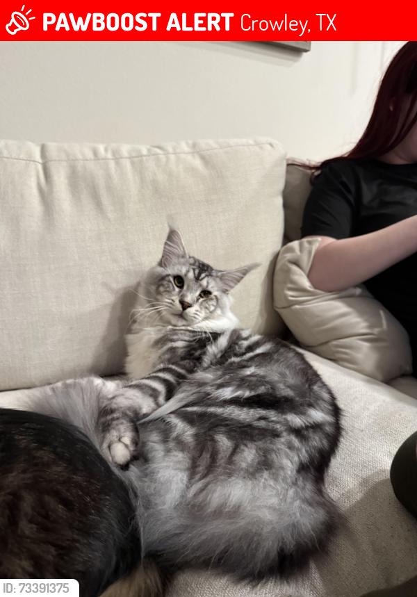 Lost Male Cat last seen Hemphill St., Deer Creek Park, Crowley, TX 76036