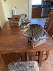 Lost Female Cat last seen 238th St SW & 91st Pl SW, Edmonds, WA 98026