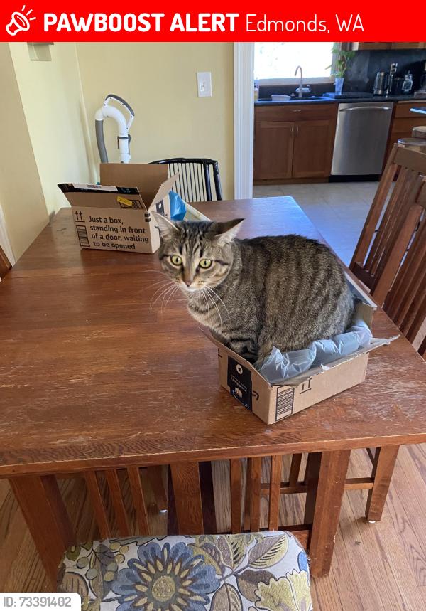 Lost Female Cat last seen 238th St SW & 91st Pl SW, Edmonds, WA 98026