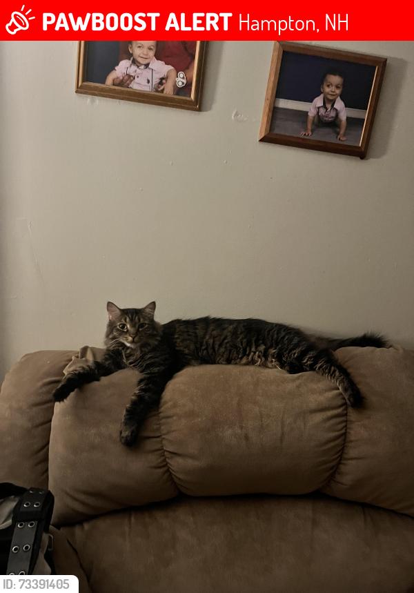 Lost Female Cat last seen Drakeside Ave, Hampton Meadows, Hampton, NH 03842