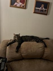 Lost Female Cat last seen Drakeside Ave, Hampton Meadows, Hampton, NH 03842