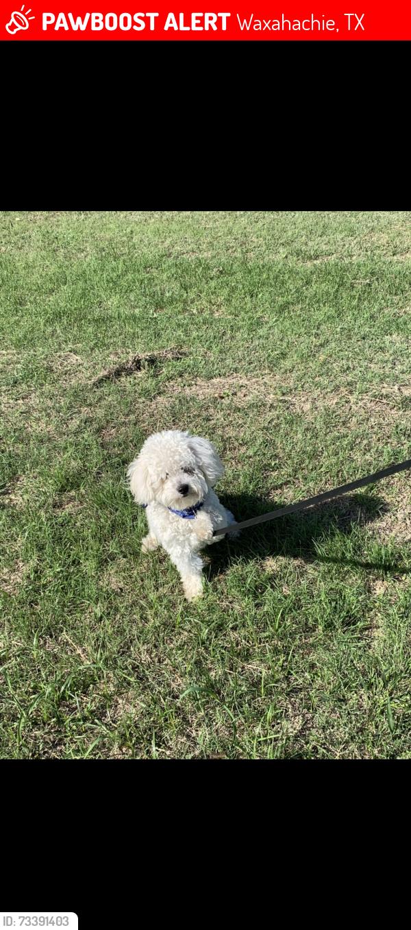Lost Male Dog last seen Shackelford elementary school, Waxahachie, TX 75165