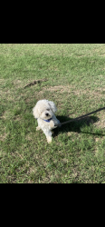 Lost Male Dog last seen Shackelford elementary school, Waxahachie, TX 75165