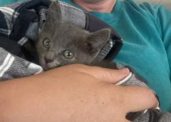 Lost Female Cat last seen Burkemont &Flemming, Morganton, NC 28655