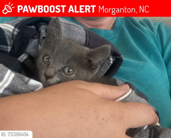 Lost Female Cat last seen Burkemont &Flemming, Morganton, NC 28655