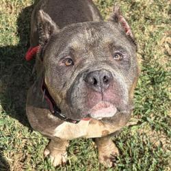 Shelter Stray Female Dog last seen , 328 Furman Hall Rd, Greenville, SC 29609, USA