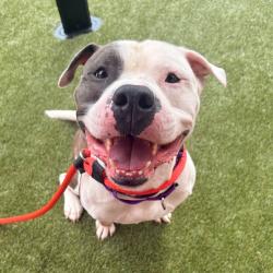 Shelter Stray Male Dog last seen , Animal Care & Control Team of Philly, 111 W Hunting Park Ave, Philadelphia, PA 19140, USA