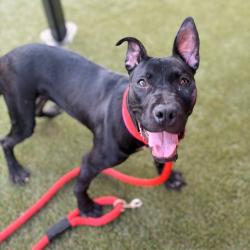Shelter Stray Female Dog last seen , Animal Care & Control Team of Philly, 111 W Hunting Park Ave, Philadelphia, PA 19140, USA