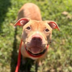 Shelter Stray Female Dog last seen , Animal Care & Control Team of Philly, 111 W Hunting Park Ave, Philadelphia, PA 19140, USA