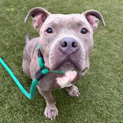 Shelter Stray Male Dog last seen , Animal Care & Control Team of Philly, 111 W Hunting Park Ave, Philadelphia, PA 19140, USA