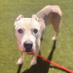 Shelter Stray Female Dog last seen , Animal Care & Control Team of Philly, 111 W Hunting Park Ave, Philadelphia, PA 19140, USA