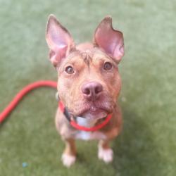 Shelter Stray Female Dog last seen , Animal Care & Control Team of Philly, 111 W Hunting Park Ave, Philadelphia, PA 19140, USA