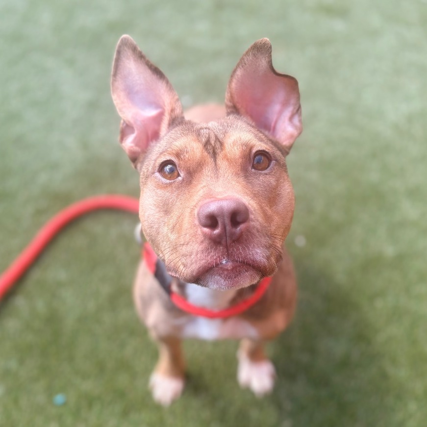 Shelter Stray Female Dog last seen , Animal Care & Control Team of Philly, 111 W Hunting Park Ave, Philadelphia, PA 19140, USA